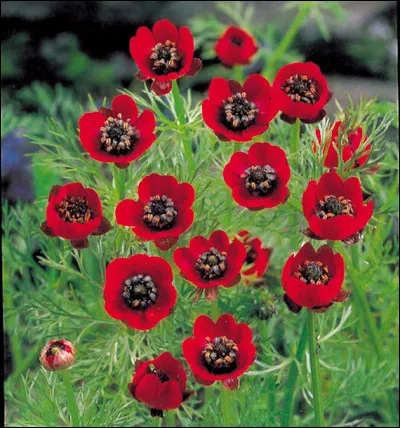 Quel genre de personne t'attire le plus ?