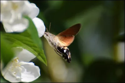 Quel est ce papillon ?