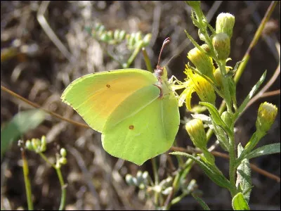 Quel est ce papillon ?