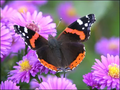 Quel est ce papillon ?