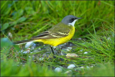 Voici une bergeronnette printani&egrave;re.