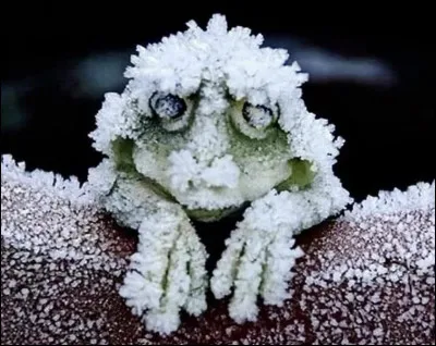 L'eau contenue dans le corps de certaines grenouilles g&egrave;le &agrave; 65% pour passer l'hiver.