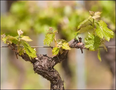 Le mot recherch&eacute; se rapporte au domaine viticole et on trinquera plus tard !