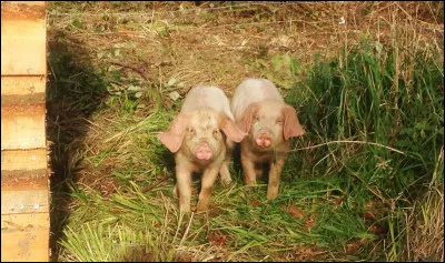 Pi&egrave;ce se trouvant dans le porc &agrave; l'avant du cou ou &agrave; l'arri&egrave;re de l'&eacute;paule.