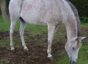 Quiz Quelle robe grise est-ce ? (Chevaux)