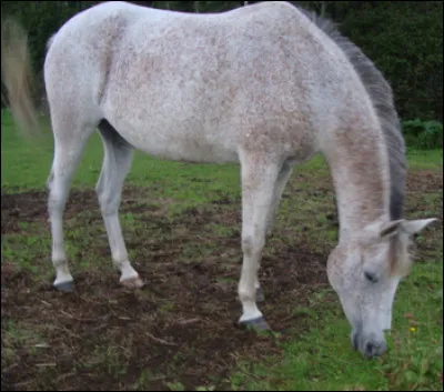 Quelle est cette robe ?