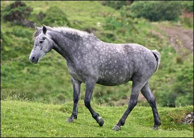 Quelle est cette robe ?