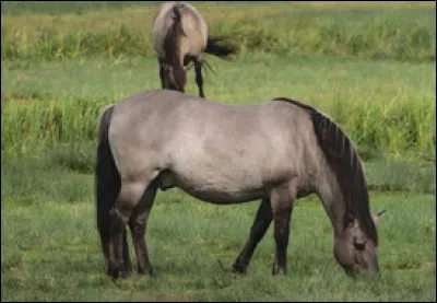Quelle est cette robe ?