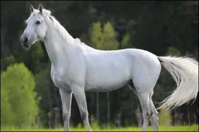 Quelle est cette robe ?