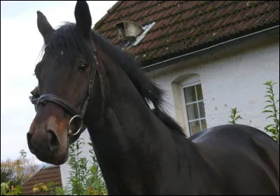 Quelle est cette robe ?