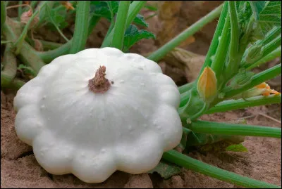 Pour changer, trouvez le nom d'un v&eacute;g&eacute;tal !