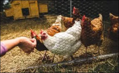 Ce poulailler est un indice s&eacute;rieux !