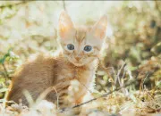 Test Ton nom dans ''La Guerre des clans''