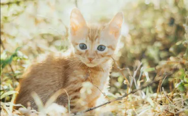 Quiz Test de personnalit�