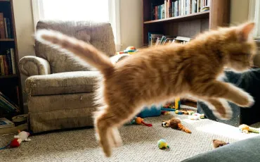 Quiz Litt�rature, po�sie