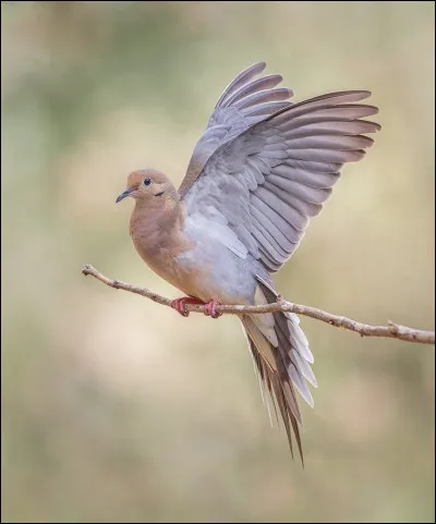 Ok, tu sais que c'est un m&acirc;le quel est sa compagne alors ?