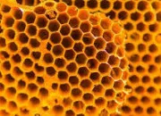 Quiz Phobie � l'�tude : Trypophobie