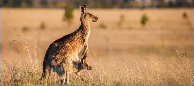 Quels animaux ont peur des formes g&eacute;om&eacute;triques r&eacute;p&eacute;t&eacute;es ?