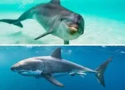 Quiz Requin ou Dauphin ?