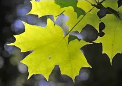 Sur le drapeau de quel pays trouve-t-on la repr&eacute;sentation d'une feuille d'&eacute;rable ?