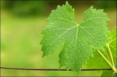 Quelle feuille repr&eacute;sente l'image ?