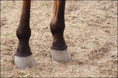 Comment appelle-t-on la patte d'un cheval ?