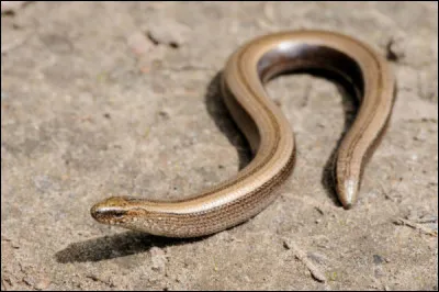 Comment appelle-t-on ce l&eacute;zard sans pattes ?