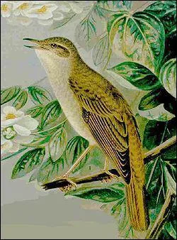 Quel est cet oiseau ?