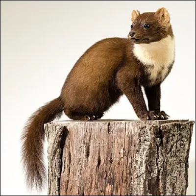 Le livre de Nathalie Sarraute publi&eacute; en 1953, c'est...