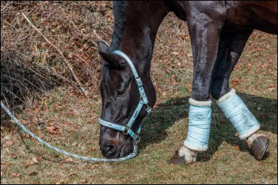 Que doit-on faire si l'on voit une blessure pendant le pansage ?