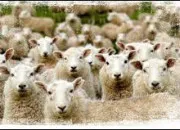 Quiz Le mouton