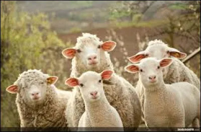 Laquelle de ces propositions ne d&eacute;signe pas des moutons ?