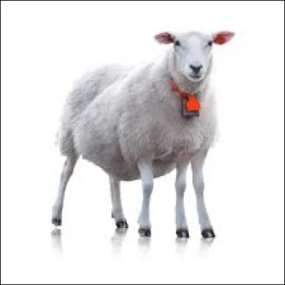 Que signifie l'expression "mouton &agrave; cinq pattes" ?