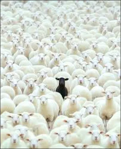 Quelle expression est synonyme de l'expression "mouton noir" ?