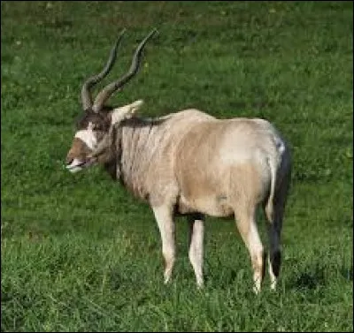 Quelle est la particularit&eacute; de l'addax, cette antilope d'Afrique ?
