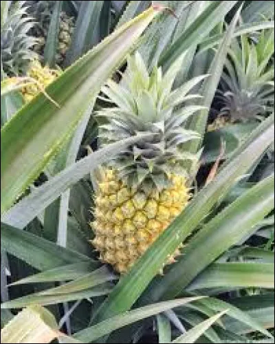 Comment traduit-on "ananas" en anglais ?