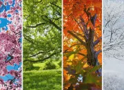 Test Entre les quatre saisons, laquelle es-tu ?