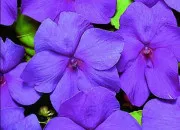 Test Es-tu dragon ou d�mon ?