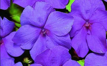 Quiz Test de personnalit�