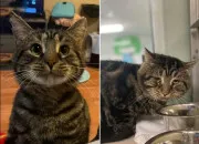 Test Quel �l�ment es-tu ?