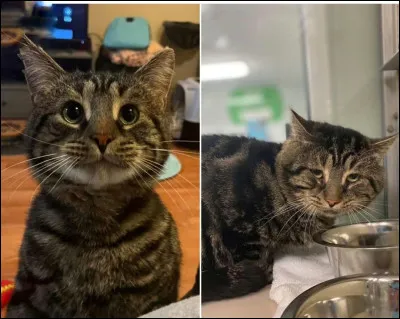 Cette image te fait-elle de la peine ?