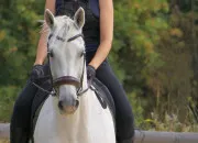 Quiz �quitation - Les �quipements