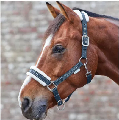 Quel est cet objet ?