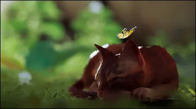 Sur ta t&ecirc;te, tu aimes mettre...