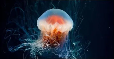 Comment chasse-t-elle ?