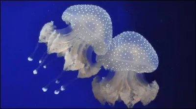 Quelle est la taille de la plus petite m&eacute;duse que l'on connaisse ?