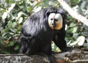 Quiz Quiz devine l'animal exotique