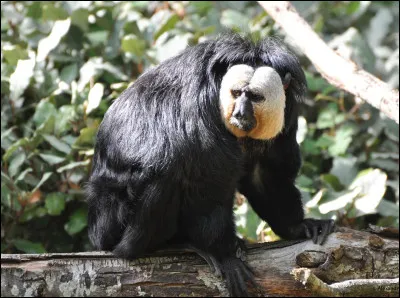 Quel est cet animal ?