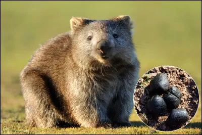 Quel est cet animal ?