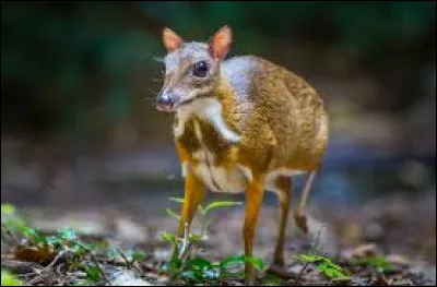 Quel est cet animal ?